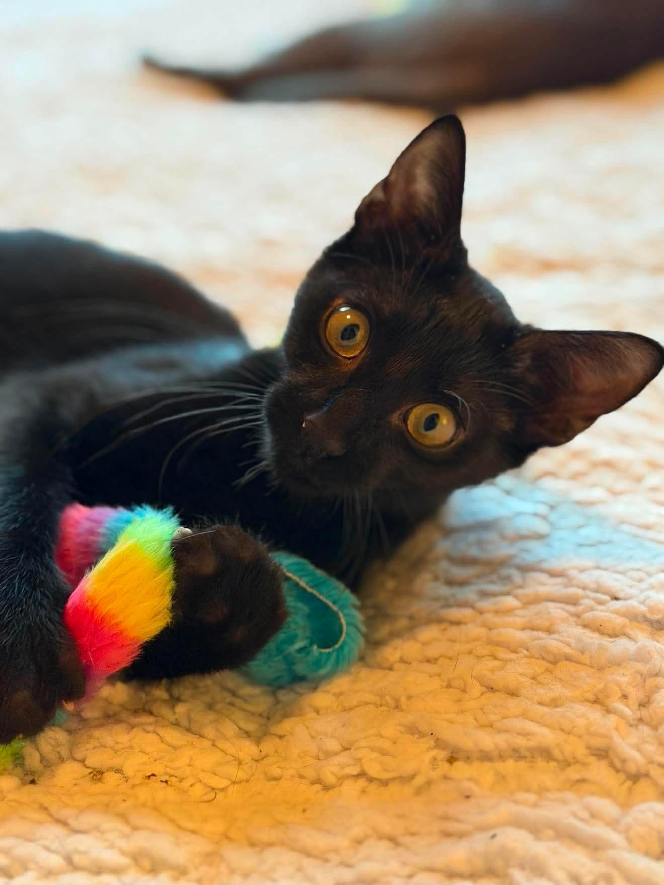 Bayu, Adoptable, Kitten Male Domestic Short Hair.