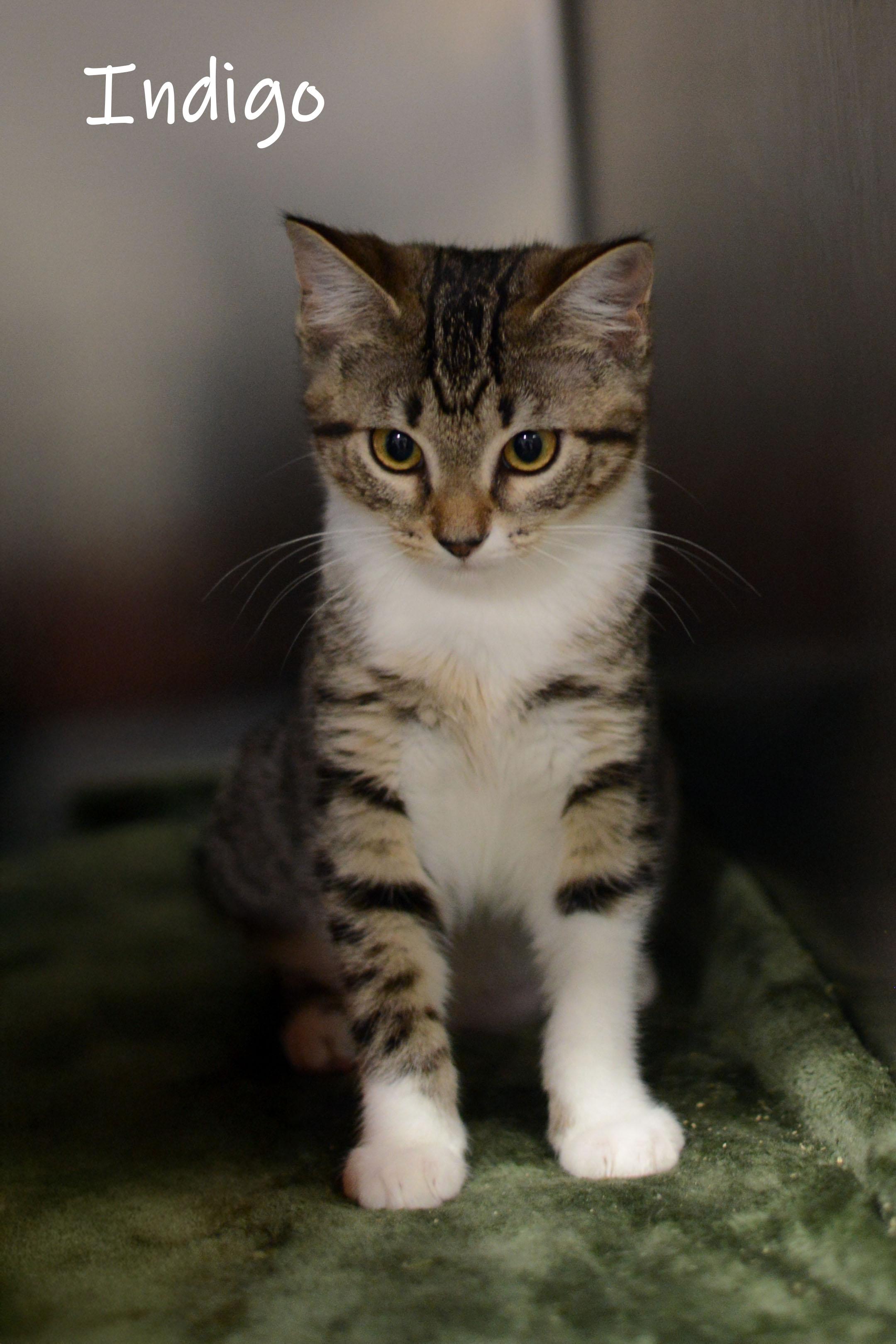 Indigo, an adopted Domestic Short Hair in Bishop, GA image 2/2