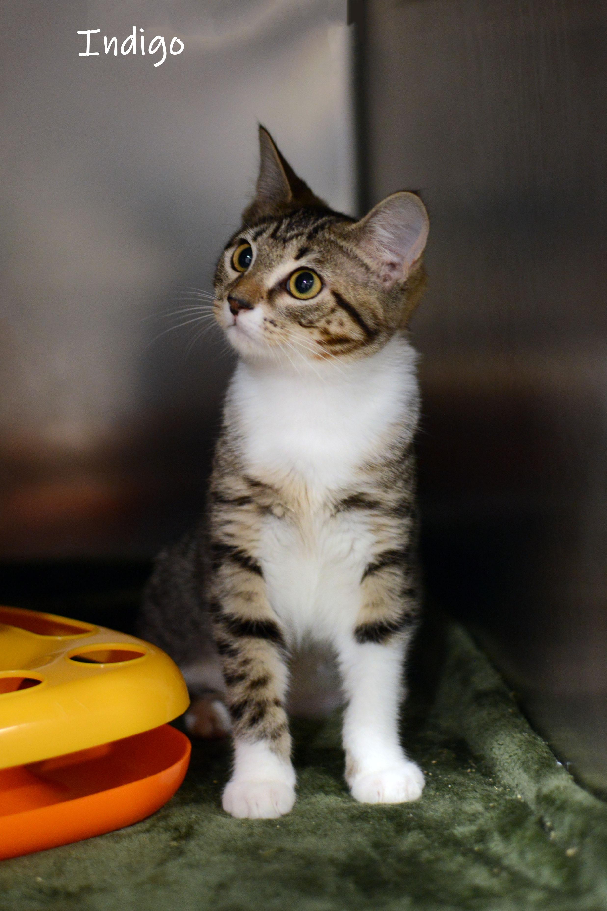 Indigo, an adopted Domestic Short Hair in Bishop, GA image 1/2
