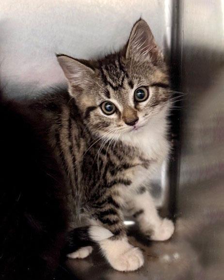 Indigo, Adoptable, Kitten Female Domestic Short Hair.
