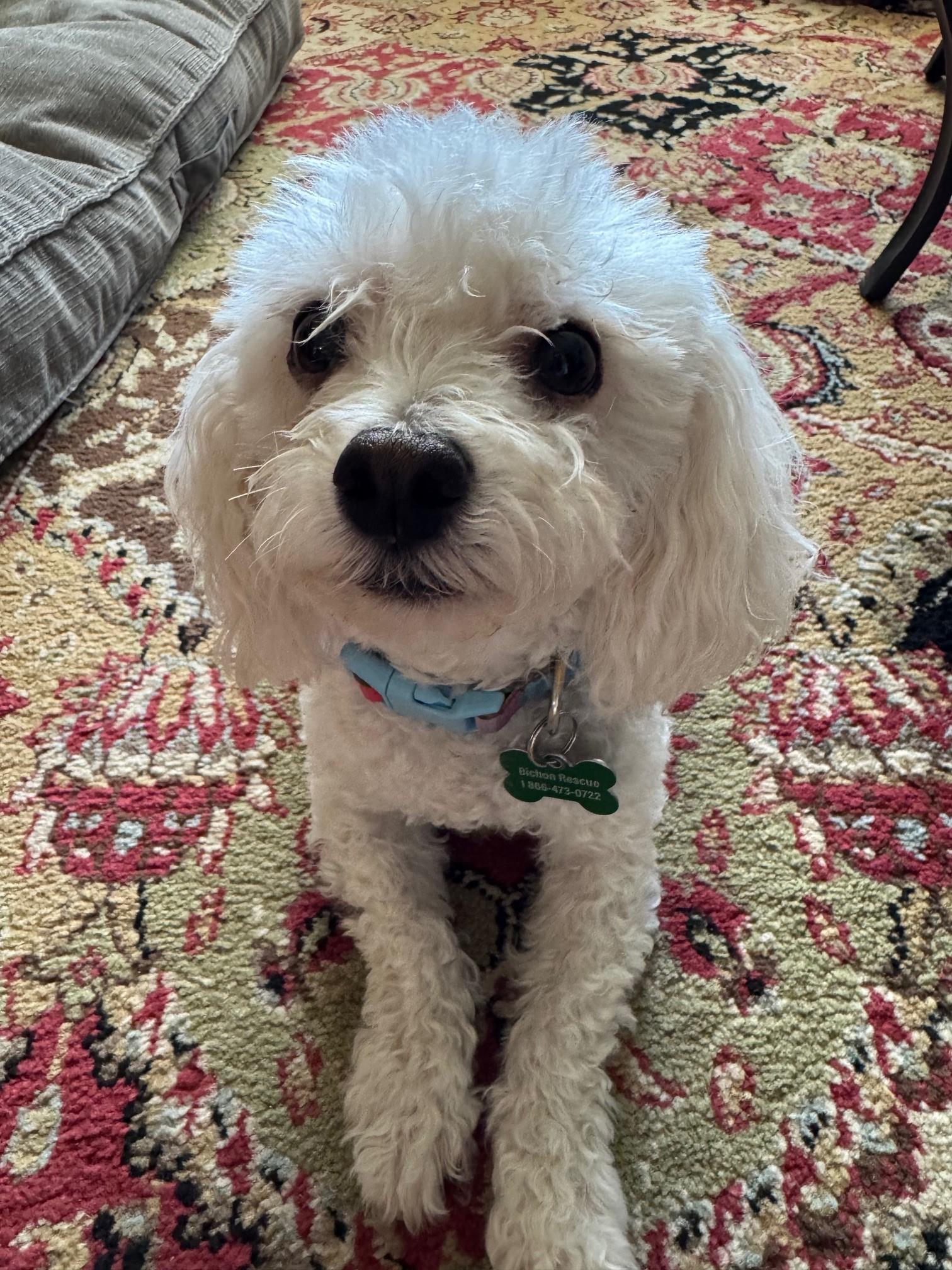 Bena (pronounced Ben-ya), Adopted, Adult Male Bichon Frise.