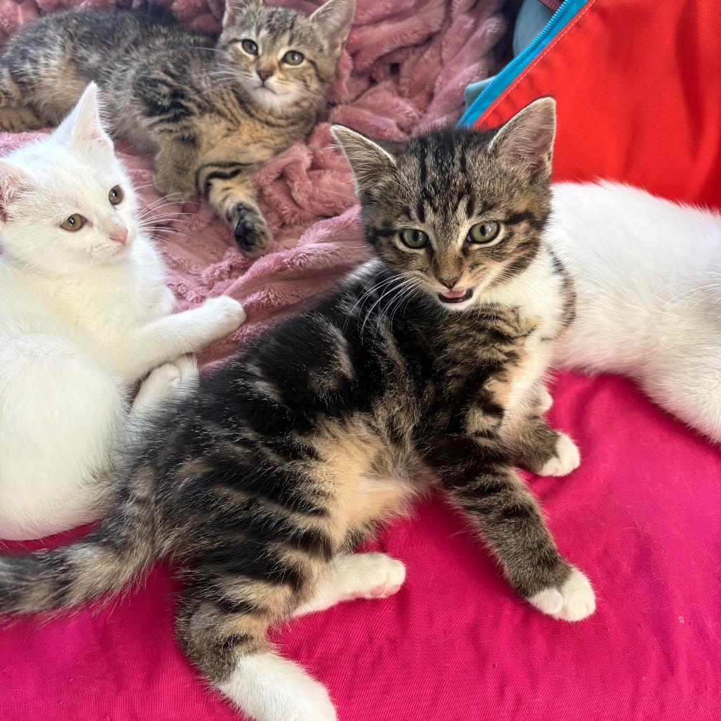 Leeco, Adoptable, Kitten Male Domestic Short Hair.