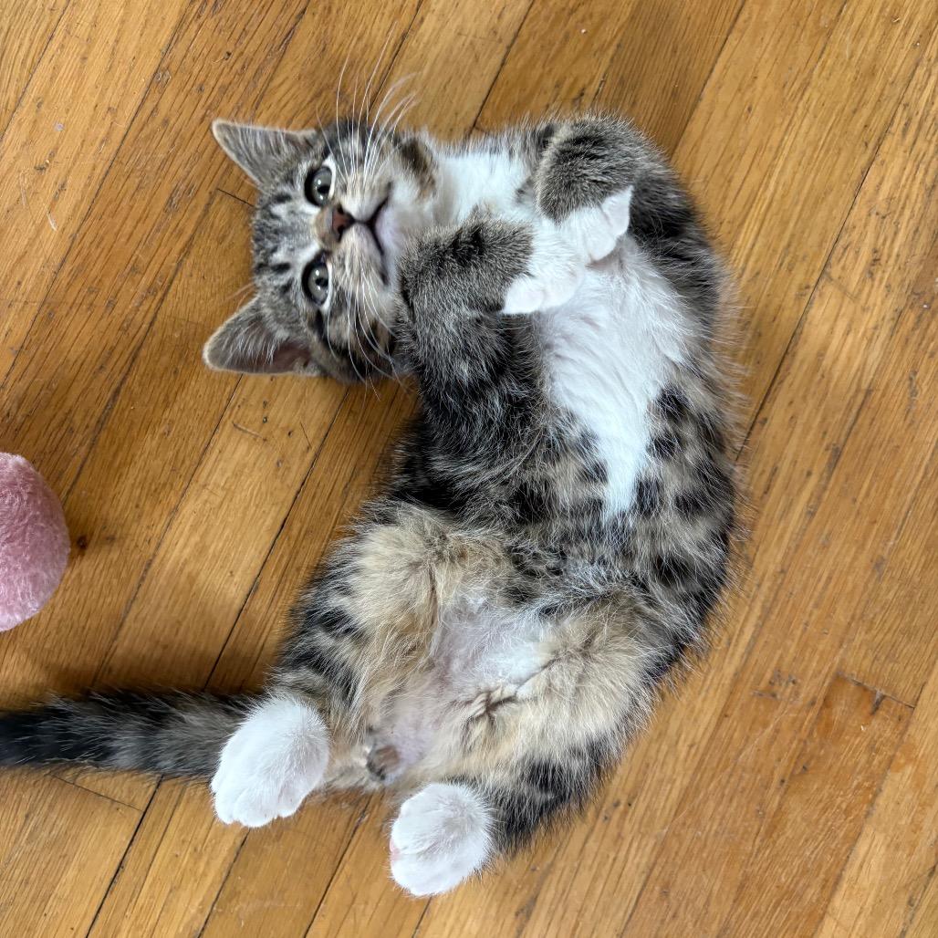 Enlarge Leeco, a Adoptable Domestic Short Hair in Lexington, KY image 2/6