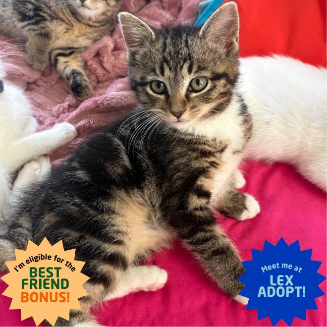 Enlarge Leeco, a Adoptable Domestic Short Hair in Lexington, KY image 4/6