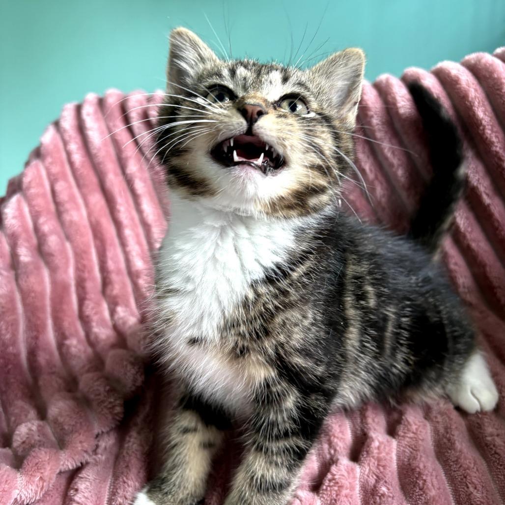 Enlarge Leeco, a Adoptable Domestic Short Hair in Lexington, KY image 5/6