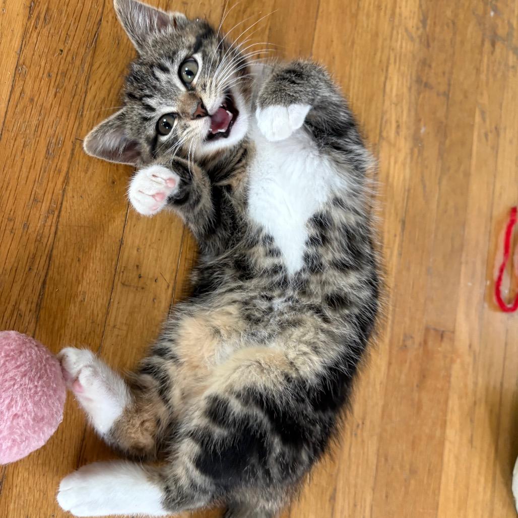 Enlarge Leeco, a Adoptable Domestic Short Hair in Lexington, KY image 6/6