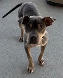 Nelly, ADOPTABLE, Young Female Mixed Breed.