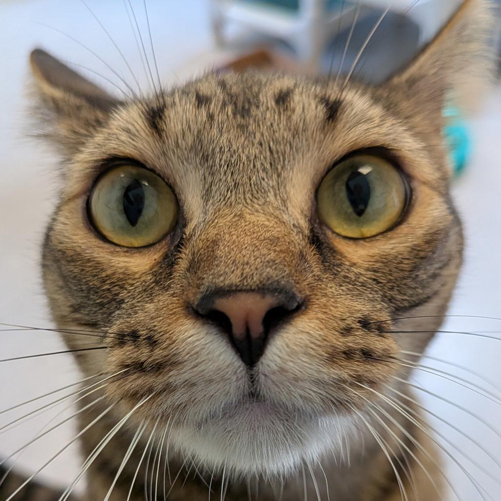 Emerson, Adoptable, Adult Male Domestic Short Hair.