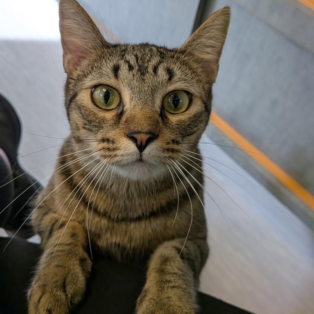 Enlarge Emerson, a Adoptable Domestic Short Hair in Tulsa, OK image 2/4