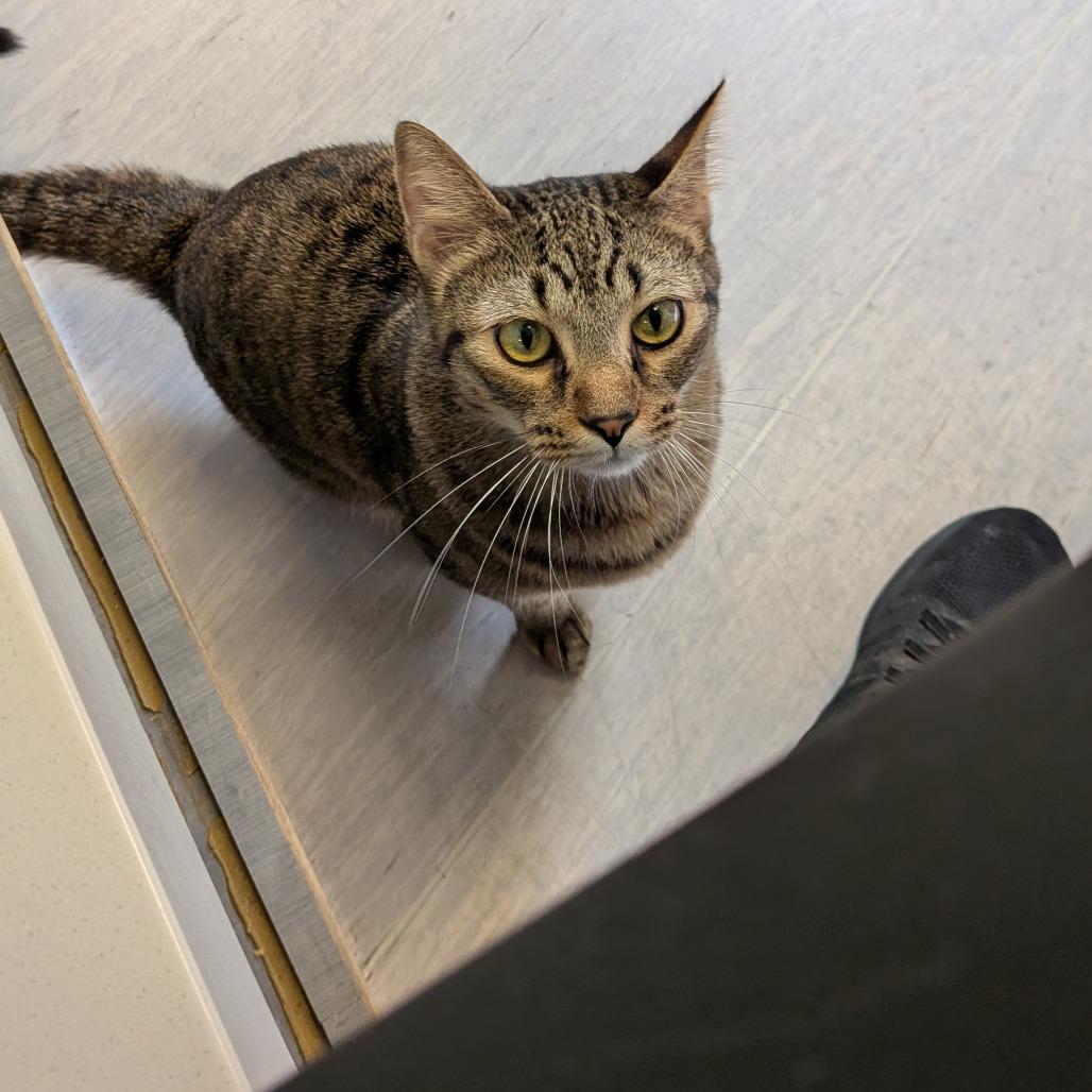 Enlarge Emerson, a Adoptable Domestic Short Hair in Tulsa, OK image 3/4