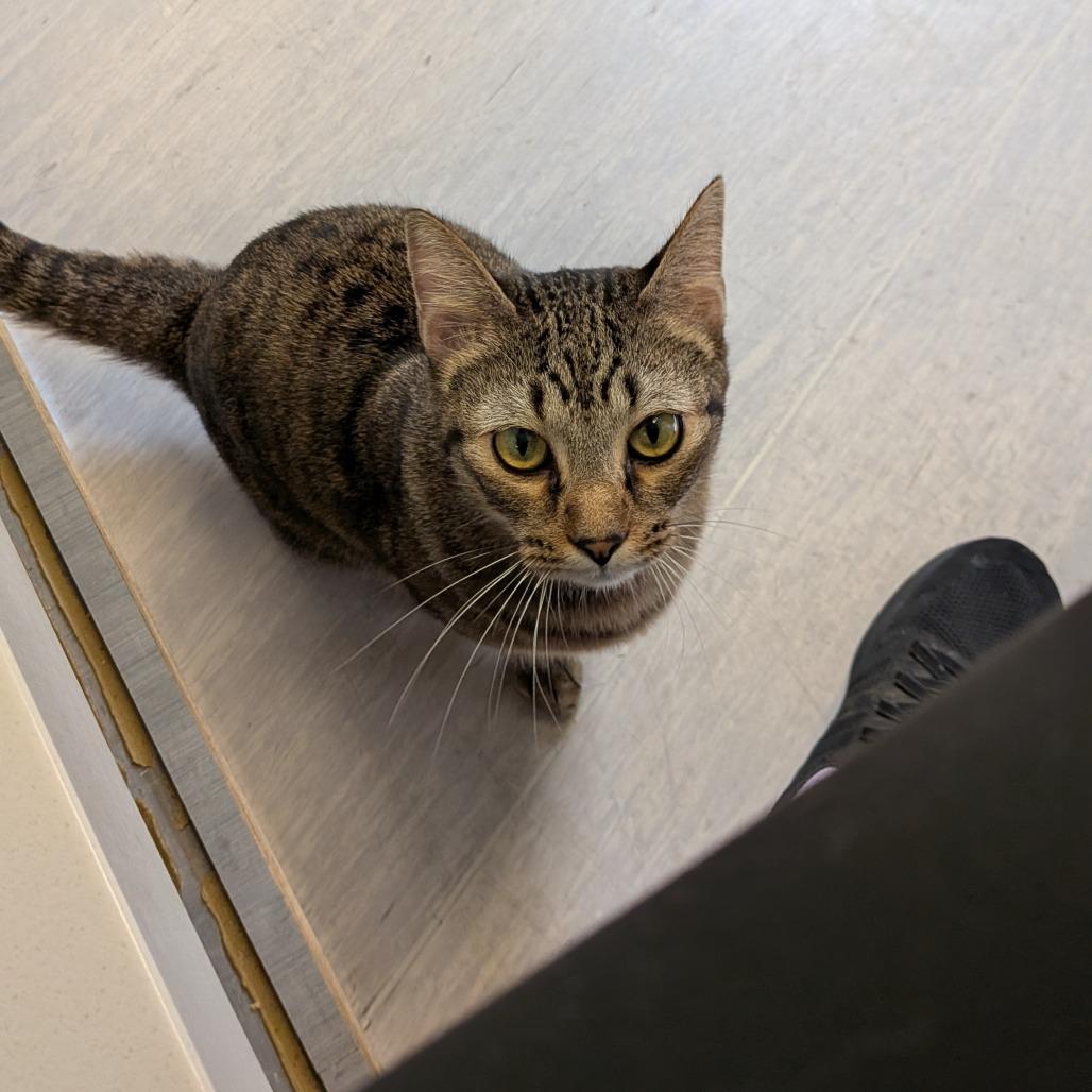Enlarge Emerson, a Adoptable Domestic Short Hair in Tulsa, OK image 4/4
