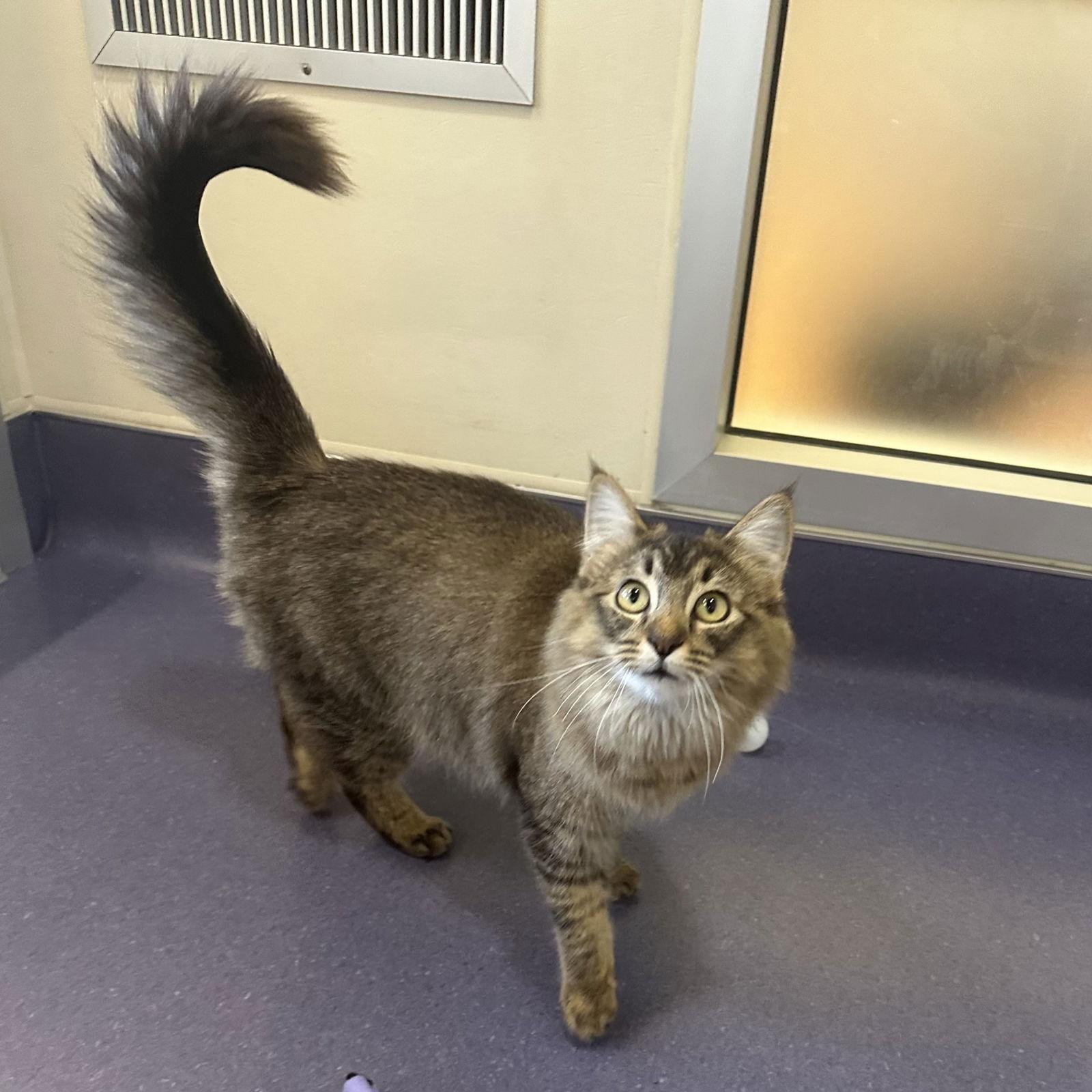 Enlarge Boo-Berry, a Adopted Domestic Medium Hair in Burlingame, CA image 1/3