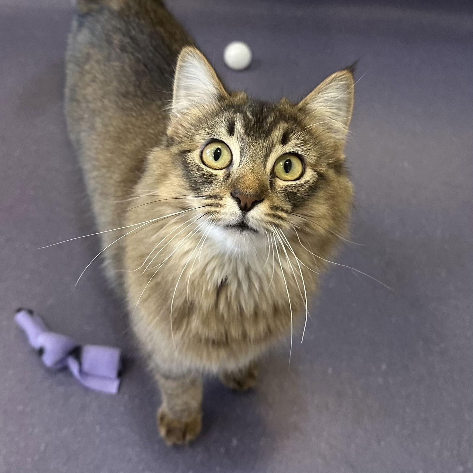 Enlarge Boo-Berry, a Adopted Domestic Medium Hair in Burlingame, CA image 2/3