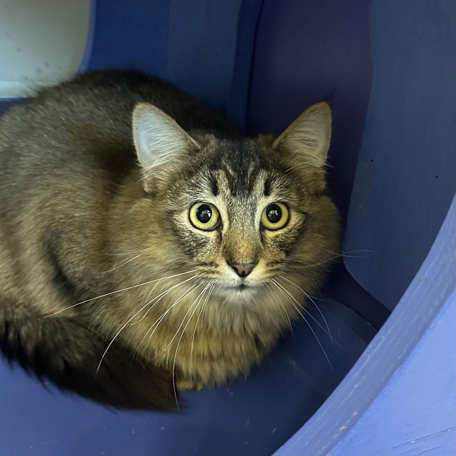 Enlarge Boo-Berry, a Adopted Domestic Medium Hair in Burlingame, CA image 3/3