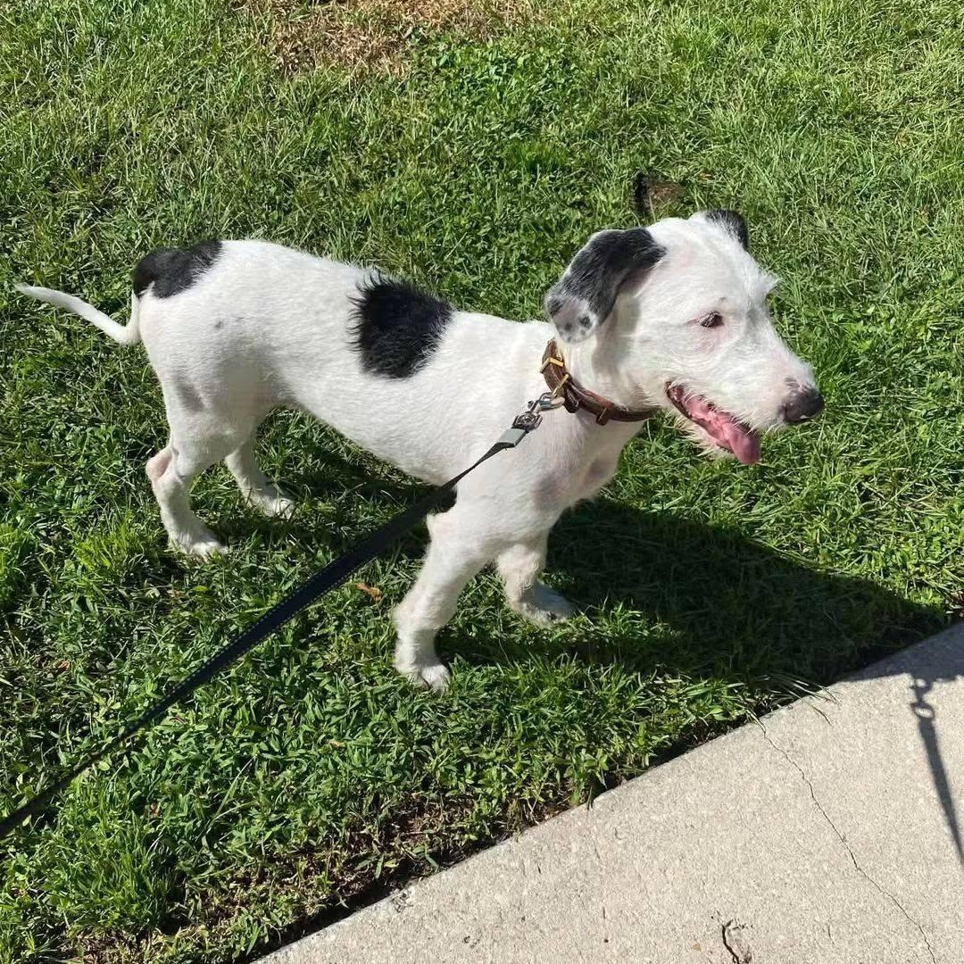 Enlarge Monica, a Adoptable mixed breed in Palm Bay, FL image 3/6