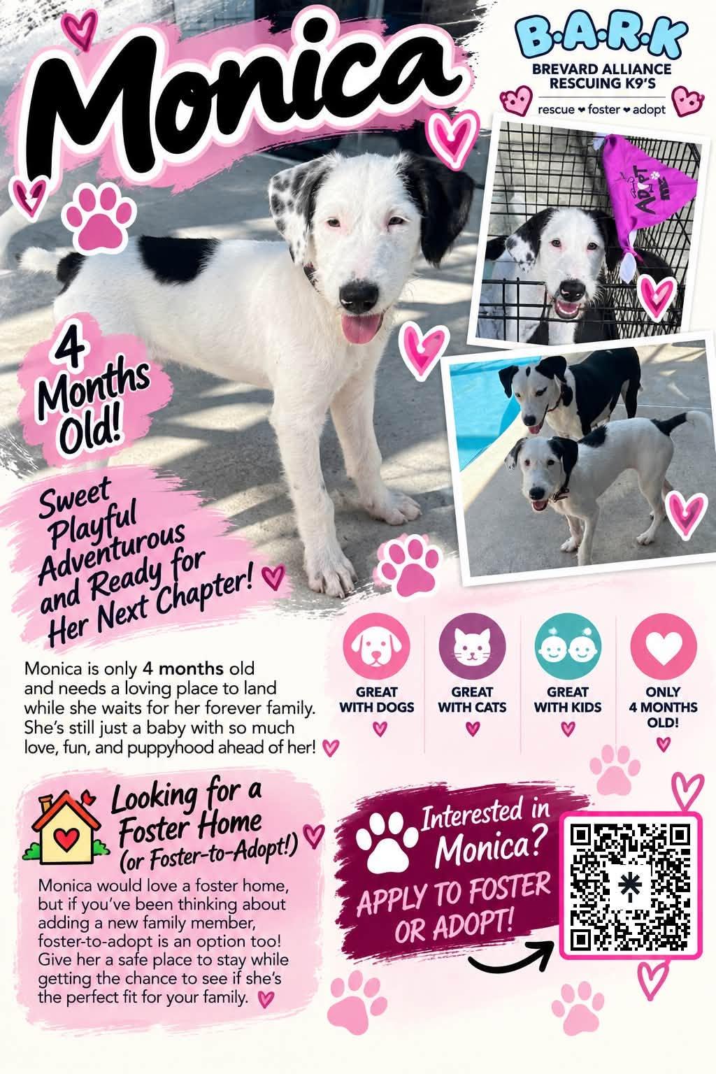 Enlarge Monica, a Adoptable mixed breed in Palm Bay, FL image 6/6