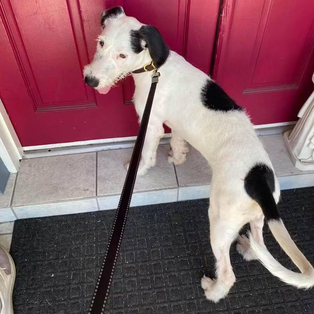 Enlarge Monica, a Adoptable mixed breed in Palm Bay, FL image 5/6