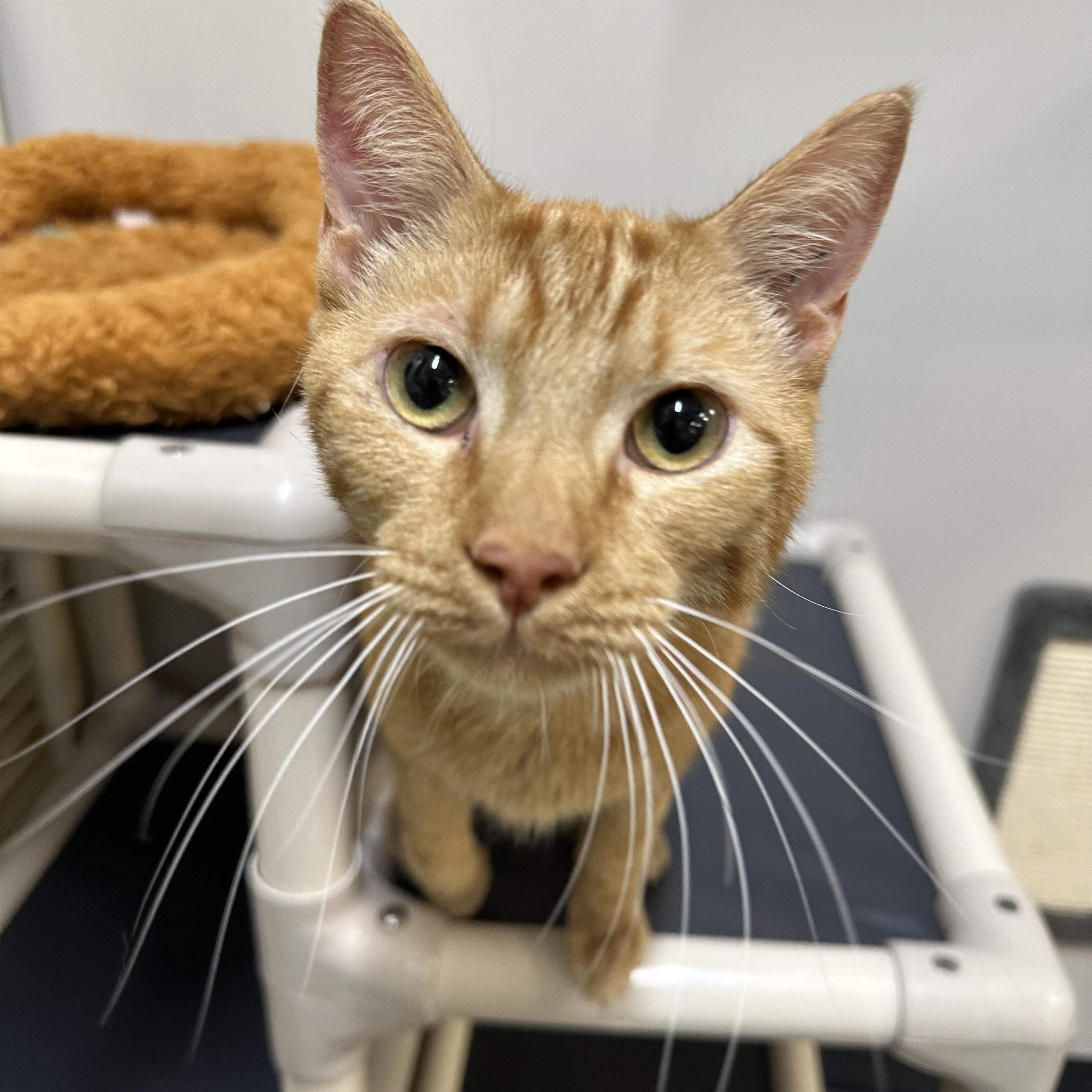 Wyatt, ADOPTABLE, Adult Male Domestic Short Hair.