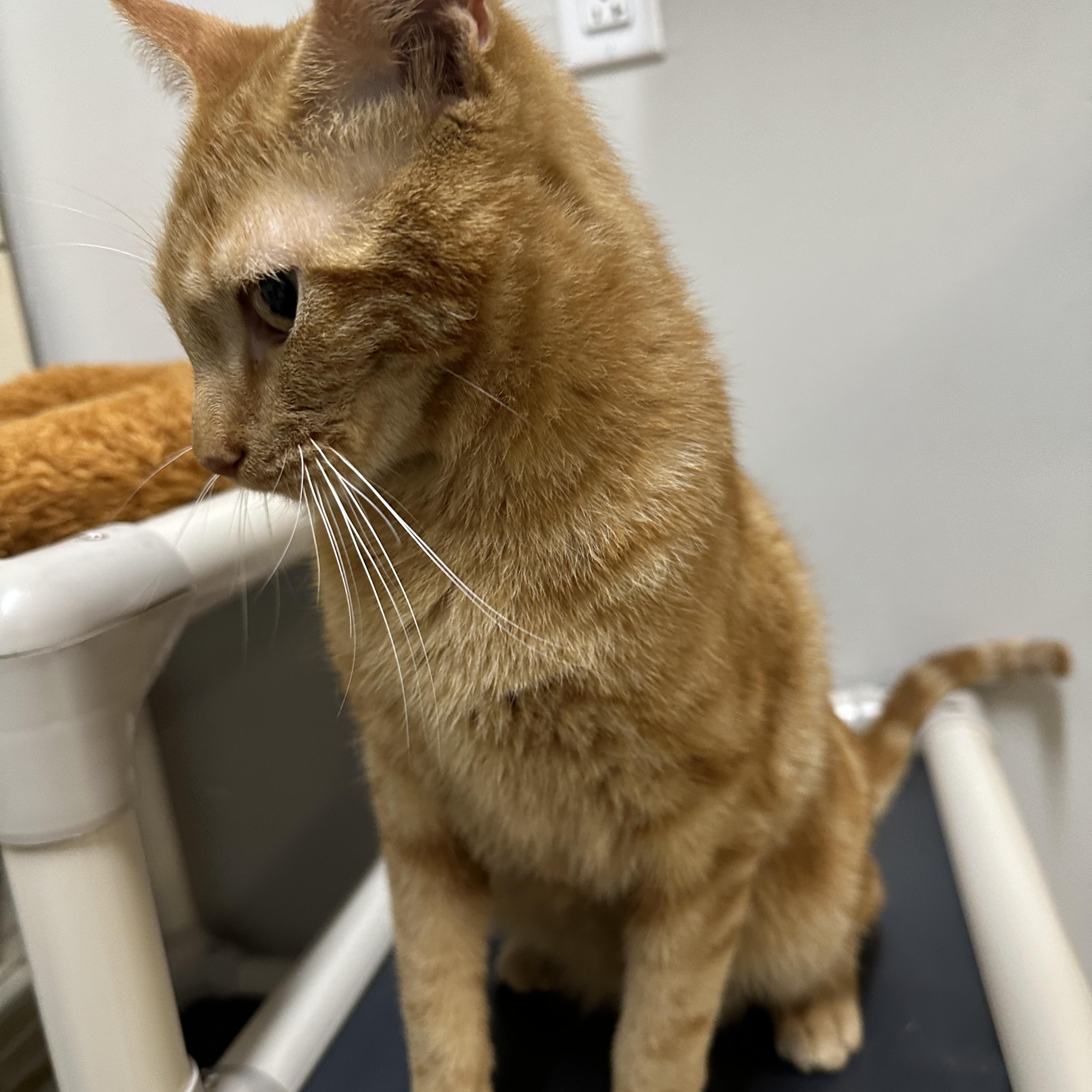 Enlarge Wyatt, a ADOPTABLE Domestic Short Hair in Converse, TX image 3/3