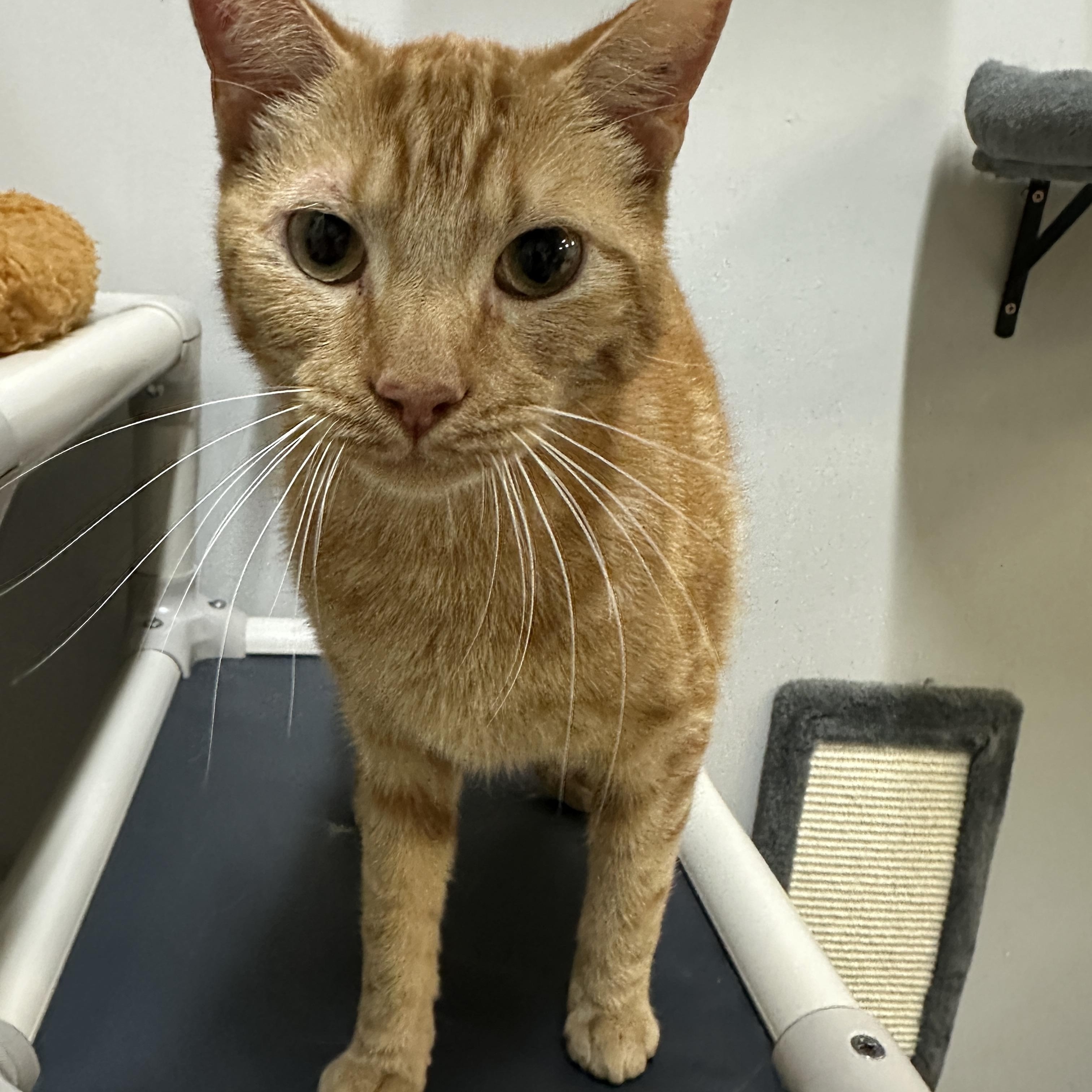 Enlarge Wyatt, a ADOPTABLE Domestic Short Hair in Converse, TX image 2/3