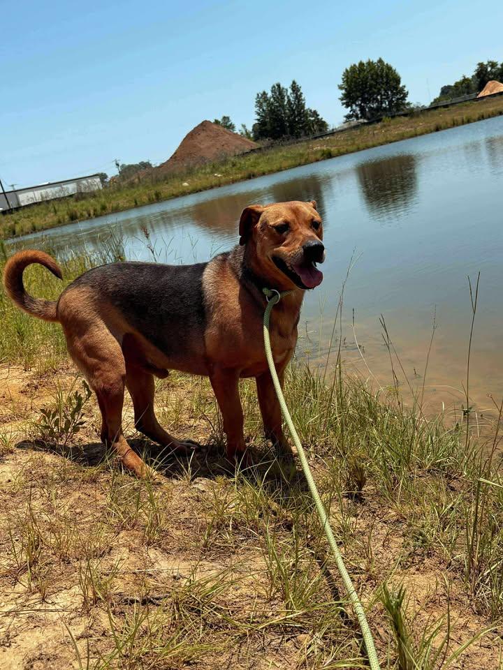 Enlarge Parker, a Adoptable Mixed Breed in Mullins, SC image 2/4