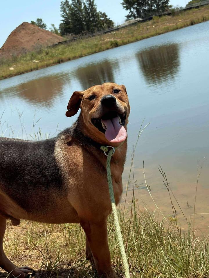 Enlarge Parker, a Adoptable Mixed Breed in Mullins, SC image 3/4