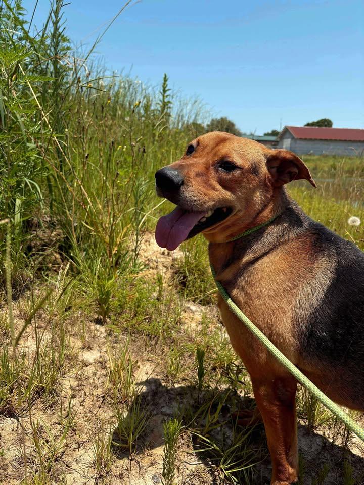 Enlarge Parker, a Adoptable Mixed Breed in Mullins, SC image 4/4