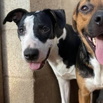 Enlarge Piccadilly, a Adoptable mixed breed in Madison, WI image 3/6