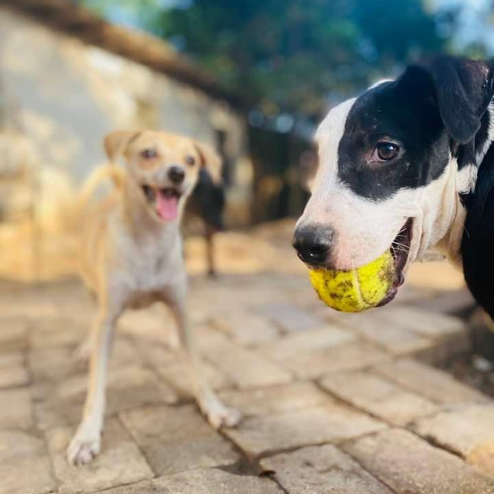 Enlarge Piccadilly, a Adoptable mixed breed in Madison, WI image 5/6