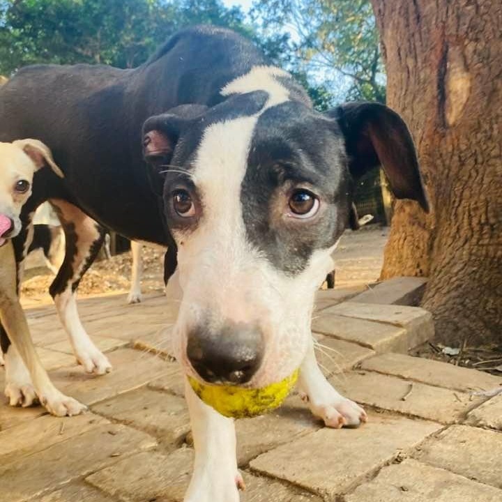 Enlarge Piccadilly, a Adoptable mixed breed in Madison, WI image 6/6