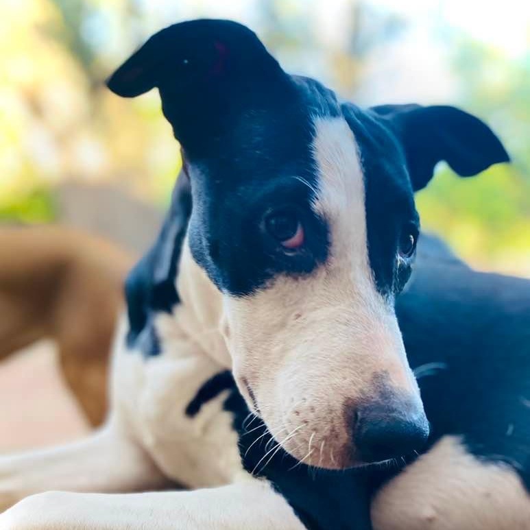 Enlarge Piccadilly, a Adoptable mixed breed in Madison, WI image 4/6