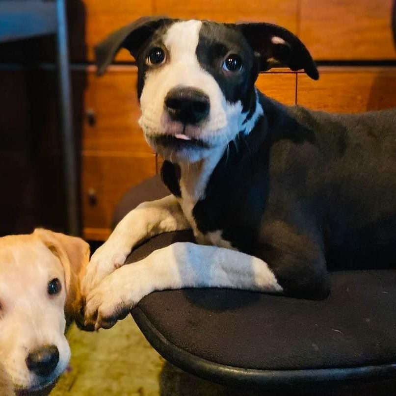 Enlarge Piccadilly, a Adoptable mixed breed in Madison, WI image 2/6