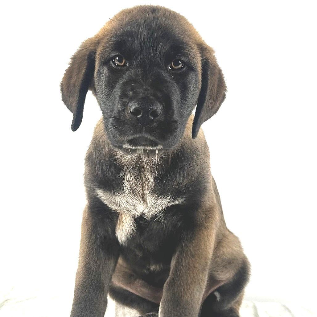 Temperance, Adoptable, Puppy Female Labrador Retriever & Mixed Breed.