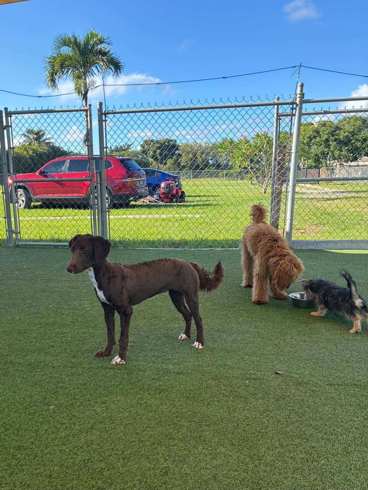 Enlarge Valeria and Hope, an adopted Aussiedoodle in fort lauderdale, FL image 5/6