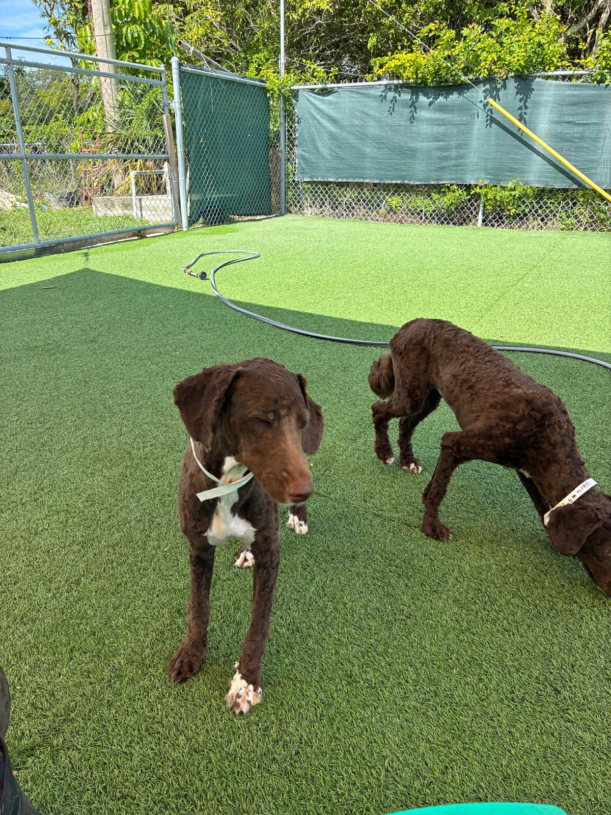 Enlarge Valeria and Hope, an adopted Aussiedoodle in fort lauderdale, FL image 6/6