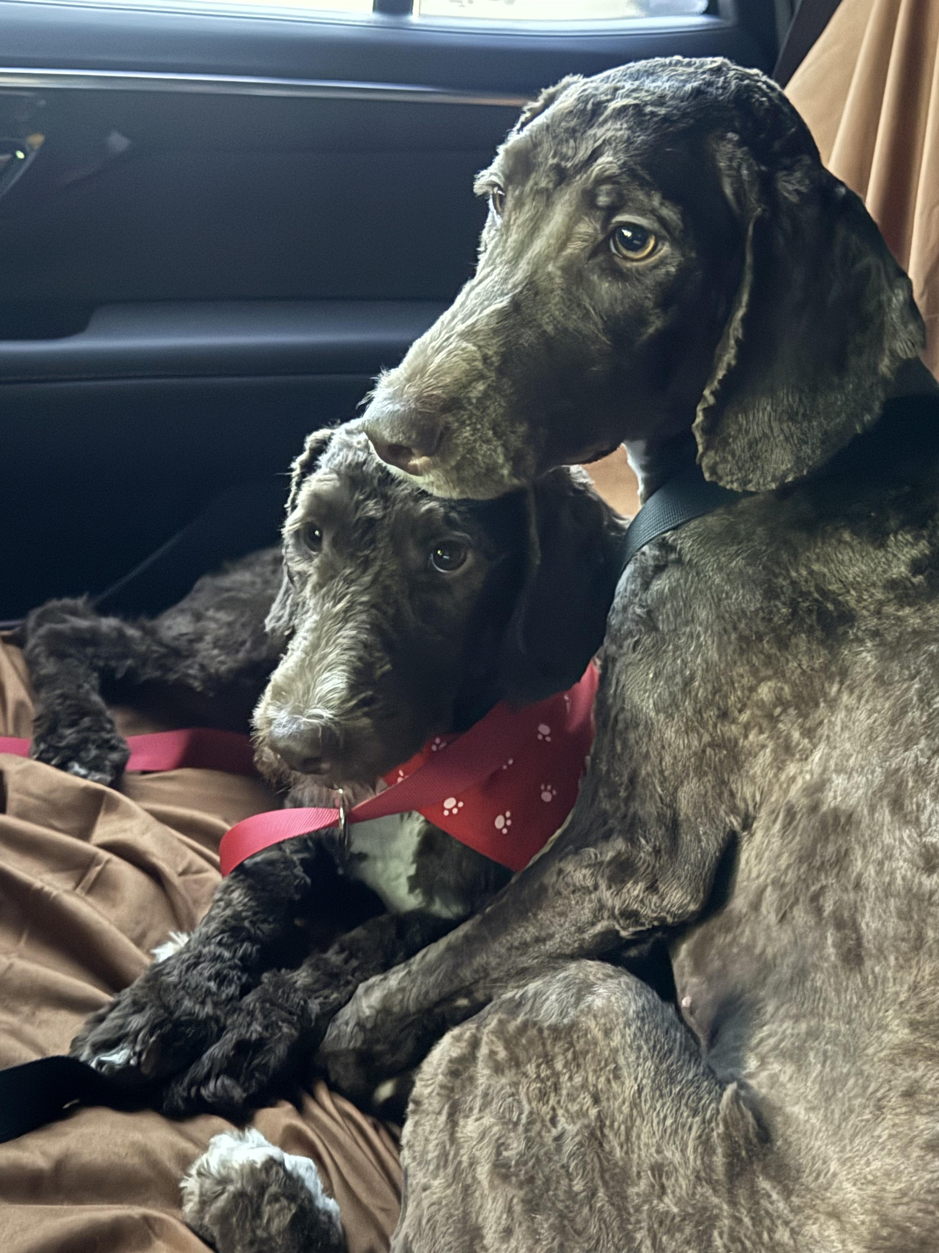 Enlarge Valeria and Hope, an adopted Aussiedoodle in fort lauderdale, FL image 1/6