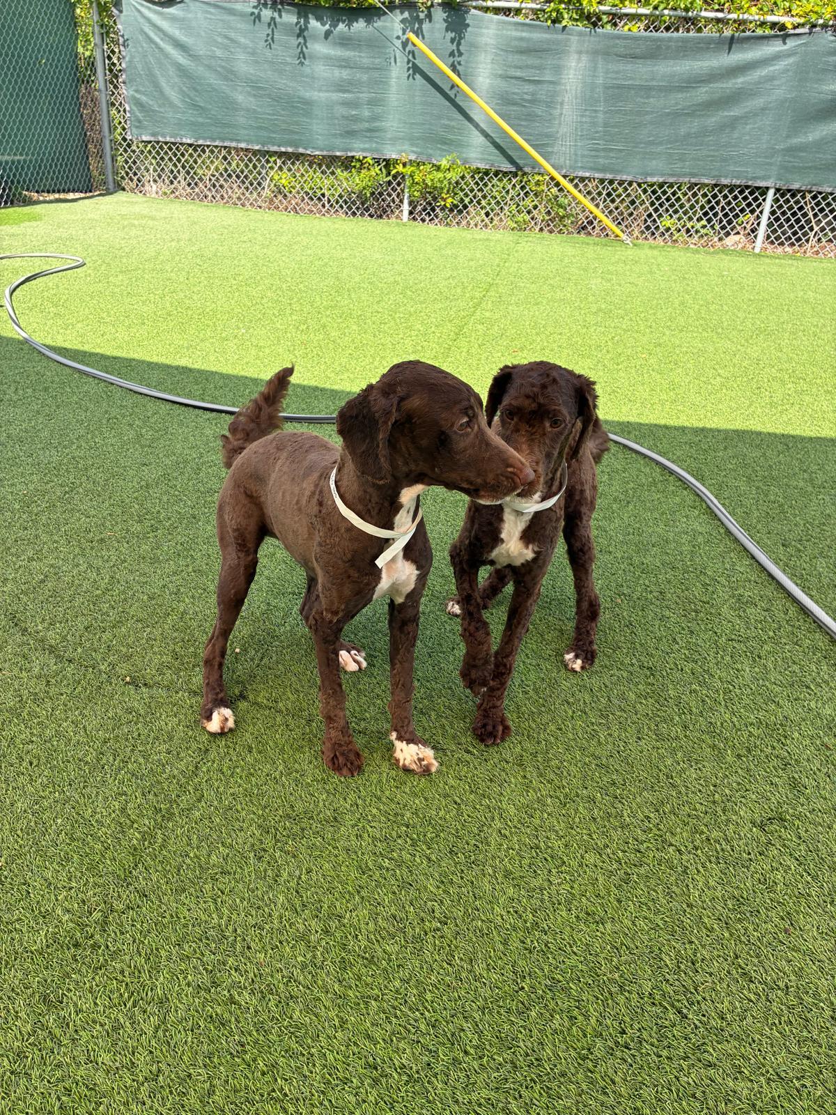 Enlarge Valeria and Hope, an adopted Aussiedoodle in fort lauderdale, FL image 4/6