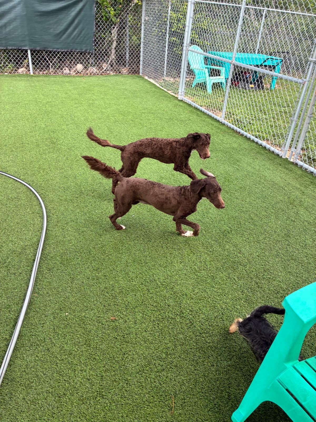 Enlarge Valeria and Hope, an adopted Aussiedoodle in fort lauderdale, FL image 3/6