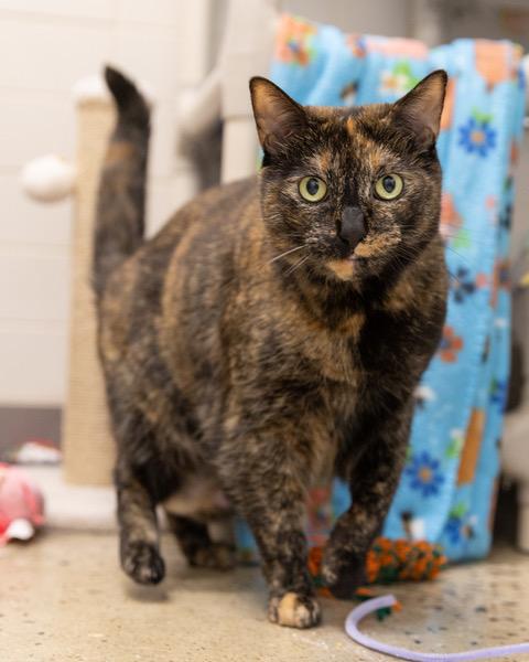 KAREN, Adoptable, Adult Female Domestic Medium Hair.