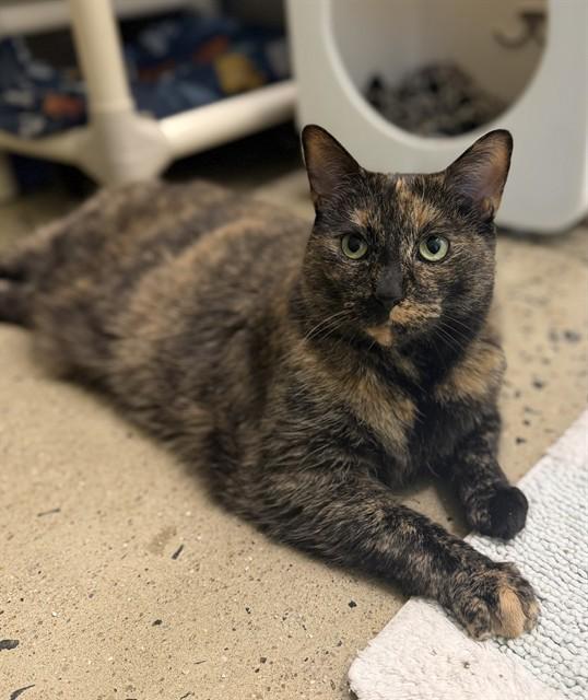 KAREN, Adoptable, Adult Female Domestic Medium Hair.