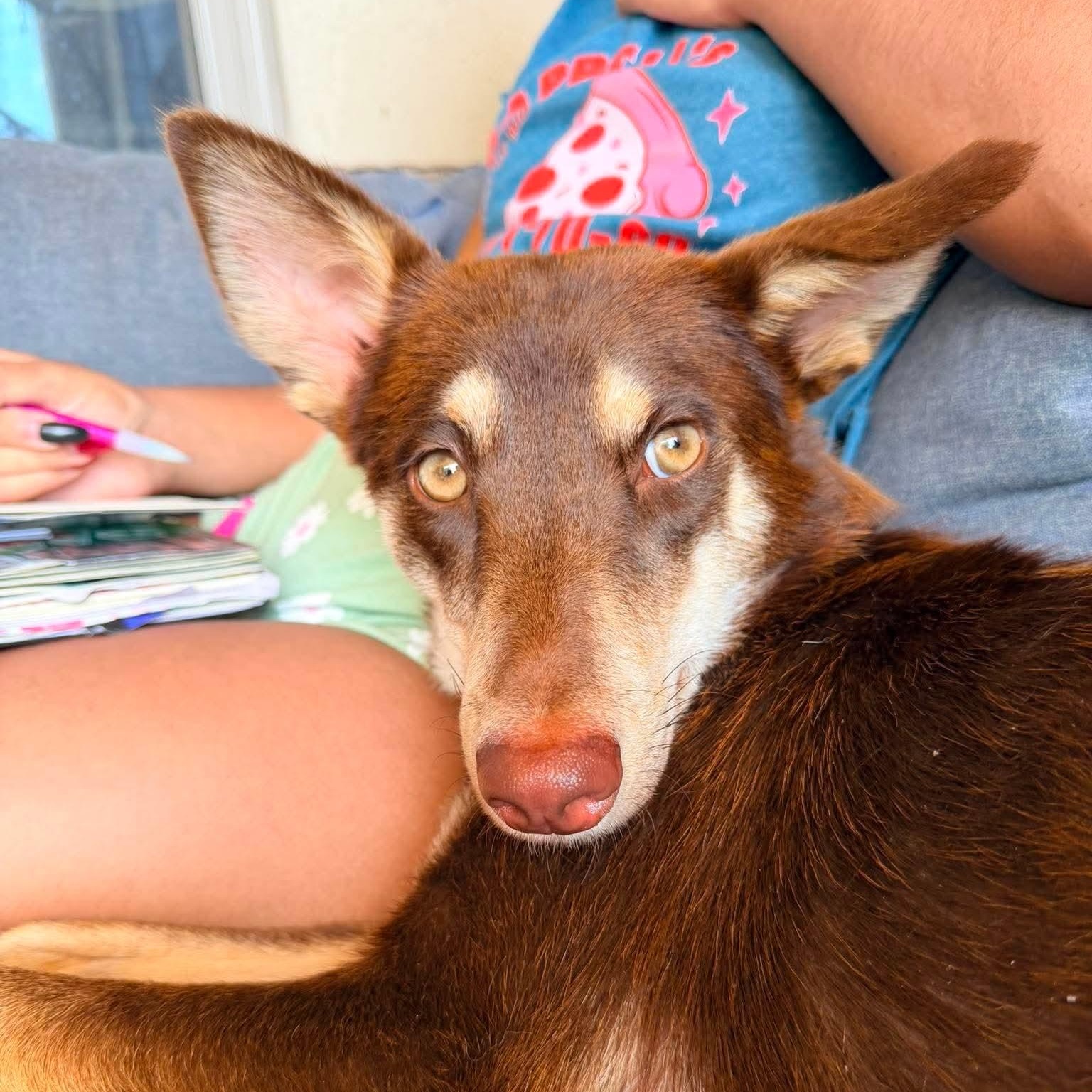 Enlarge Maple, a Adoptable mixed breed in Dallas, TX image 3/6