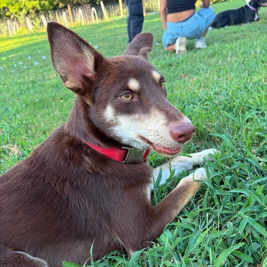 Enlarge Maple, a Adoptable mixed breed in Dallas, TX image 2/6