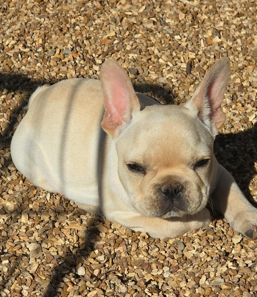 Enlarge Peanut, an adopted French Bulldog in Catlettsburg, KY image 2/2