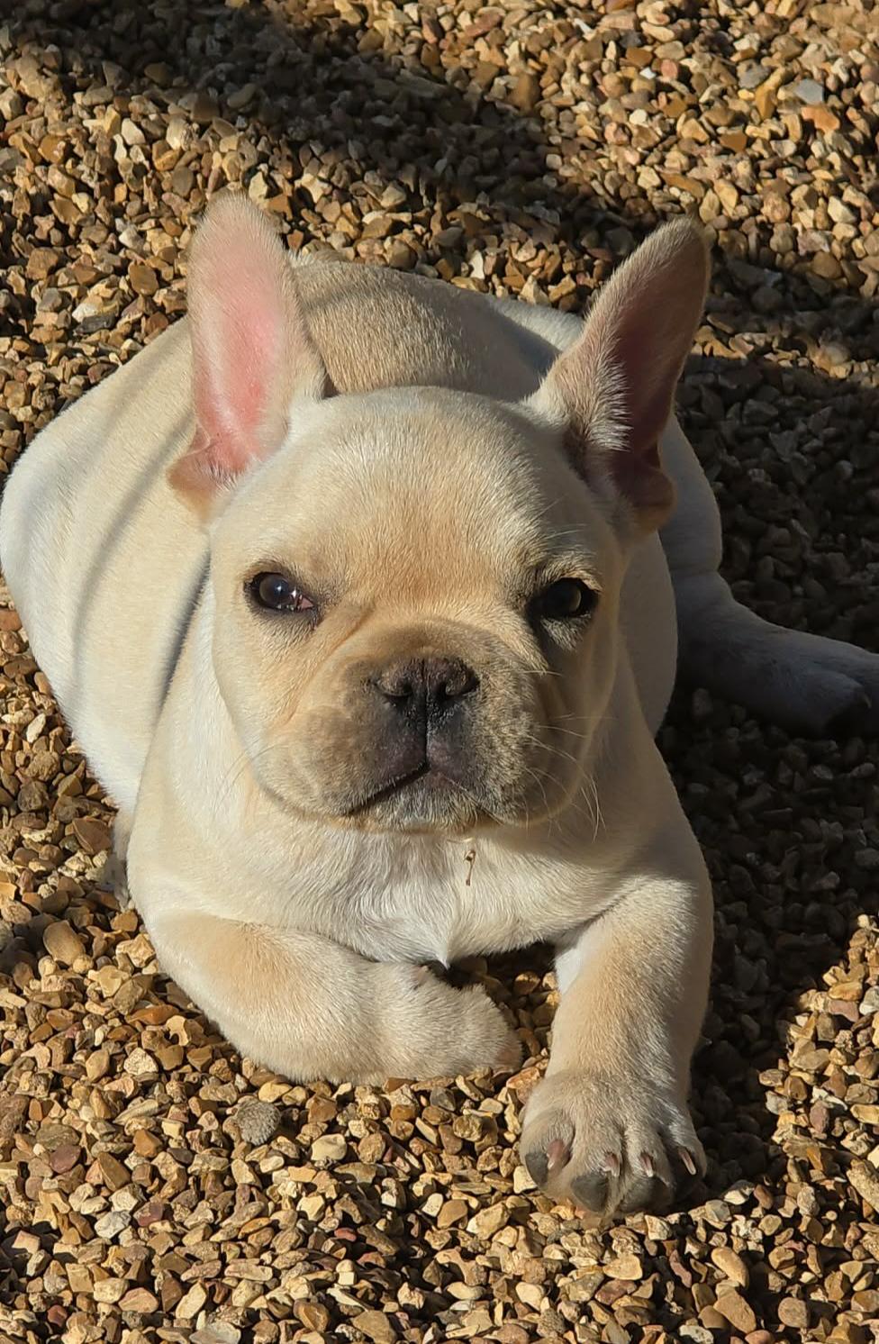 Peanut, adopted, Puppy Male French Bulldog.