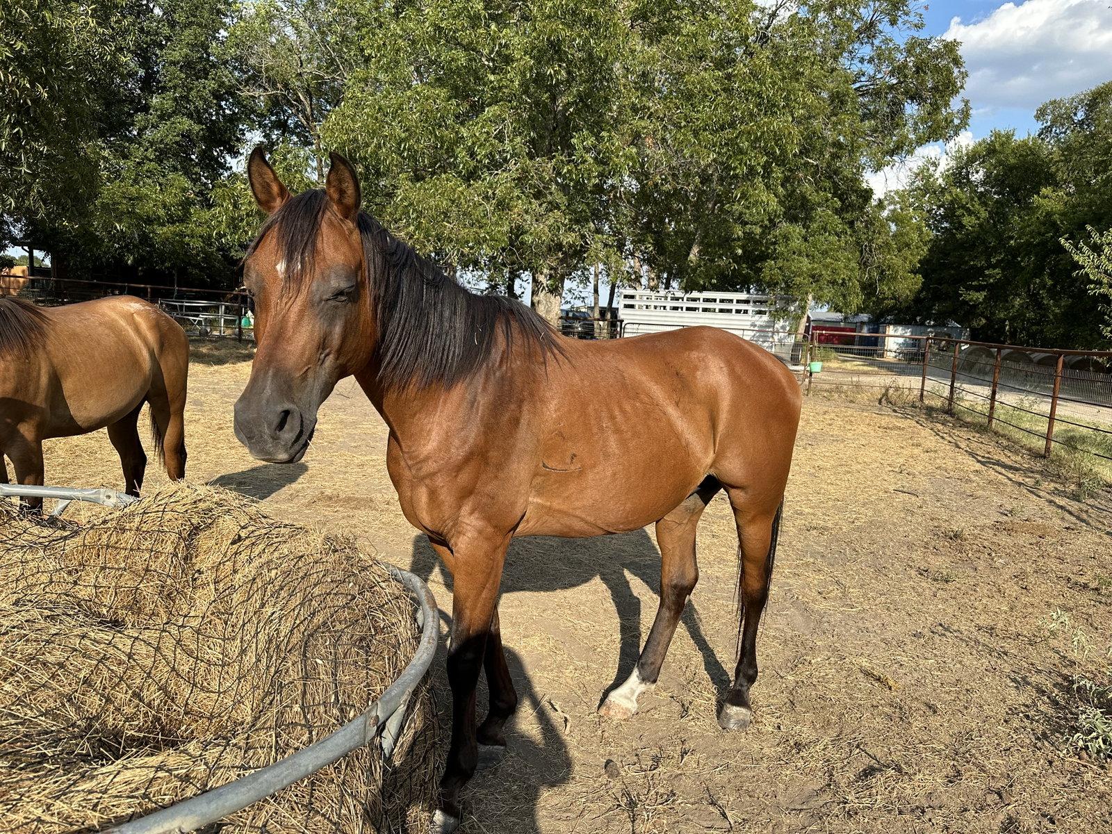 Ozzy, Adoptable, Adult Male Arabian.