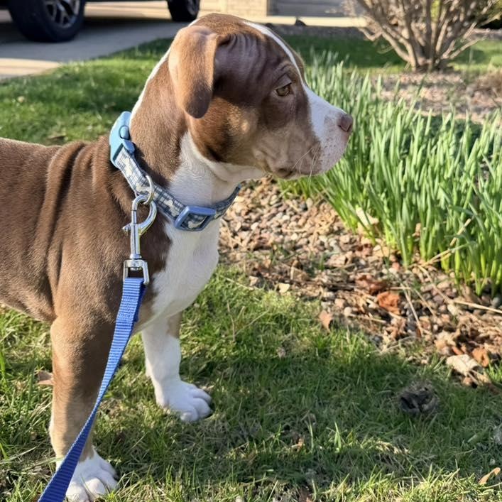 Enlarge Chocolate Bunny, an adopted mixed breed in Racine, WI image 3/3