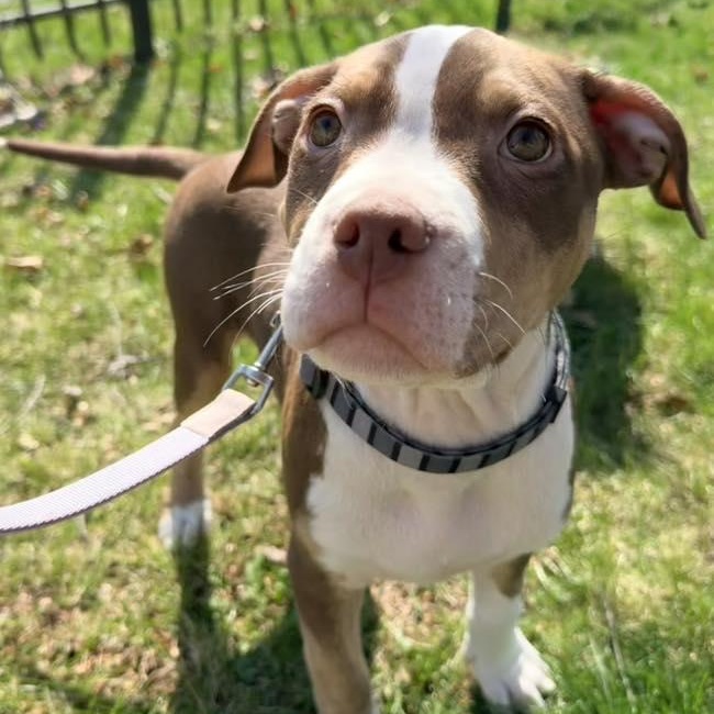 Enlarge Chocolate Bunny, an adopted mixed breed in Racine, WI image 2/3