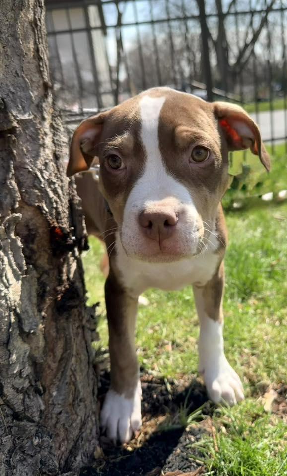 Chocolate Bunny, adopted, Young Male Pit Bull Terrier.