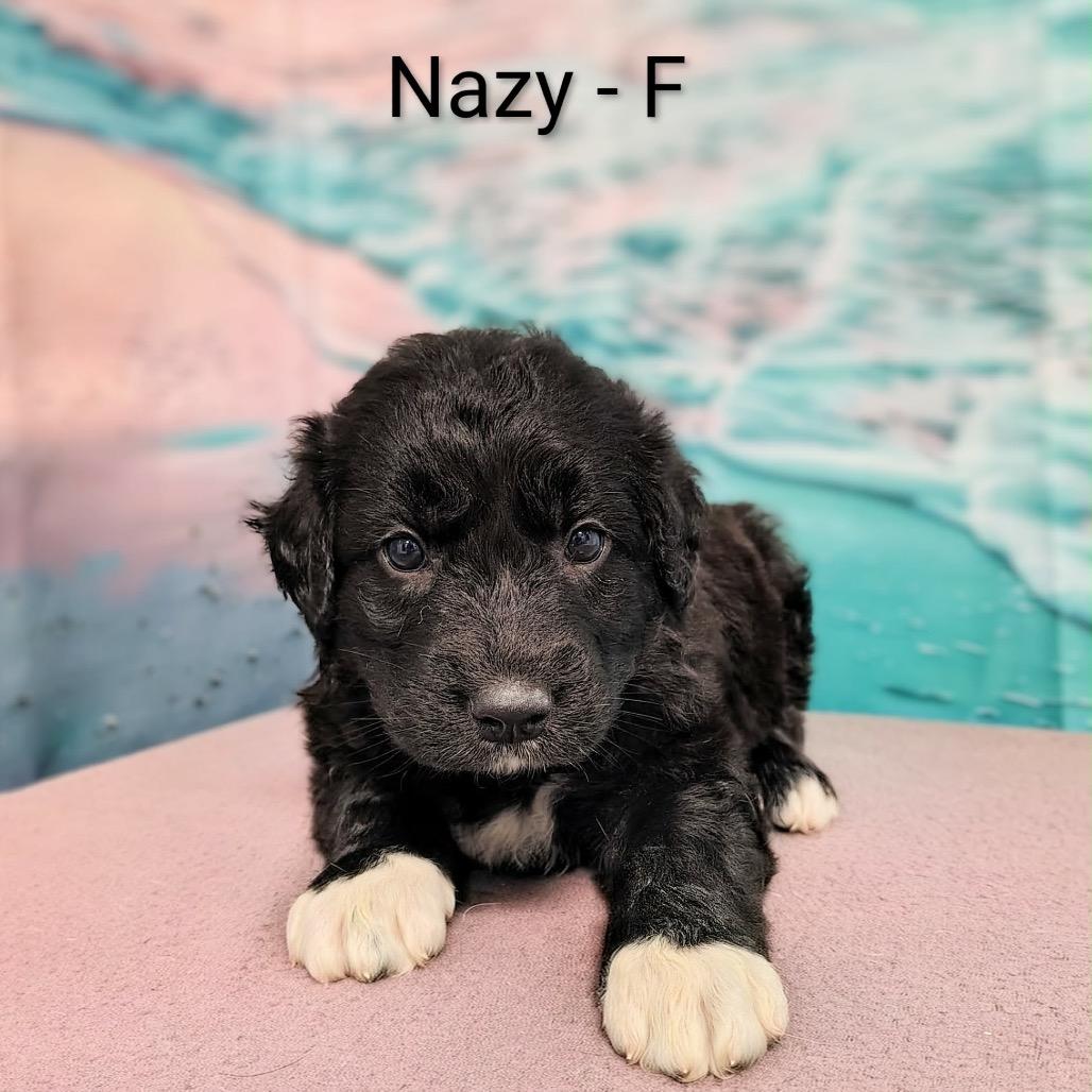 Nazy, Adoptable, Puppy Female Great Pyrenees & Labrador Retriever.