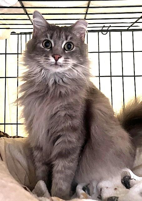 GENTLE GEORGIO